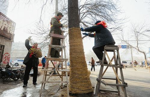 工作人員正在給樹穿“防護(hù)衣” 本報(bào)記者 鐘清攝