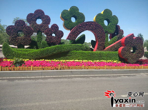 圖為：5月25日，烏市西大橋花堆擺放整齊有序。晨報(bào)全媒體記者胡大敏攝
