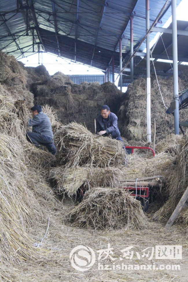 2老百姓將曬干的稻草交售到草編合作社