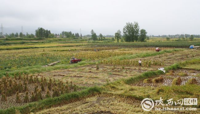 1農(nóng)民收完稻谷后曬稻草