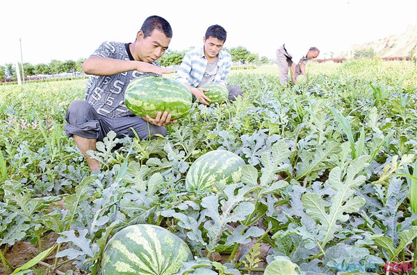 西瓜種植技術(shù)要點簡介