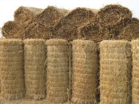 點(diǎn)擊查看詳細(xì)信息<br>標(biāo)題：草苫子 閱讀次數(shù)：338