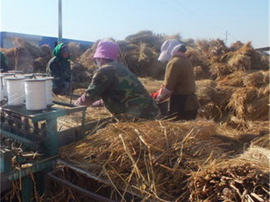 選購草簾廠的關鍵步驟詳解