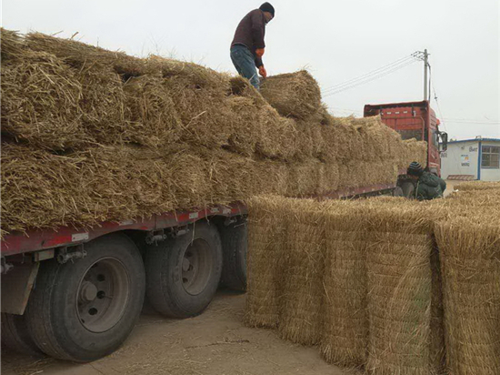 綠色生活，從綠化草簾開始