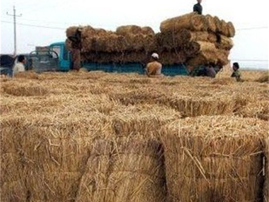 草簾廠的選購要點全解析