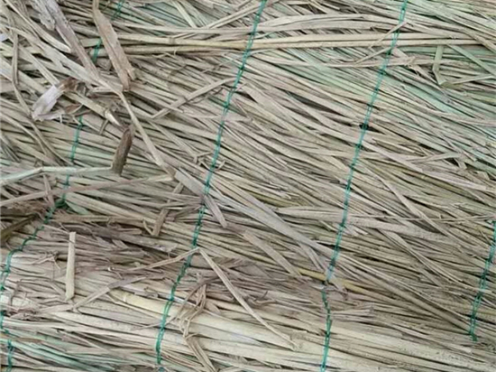 綠色生活，從綠化草簾開始