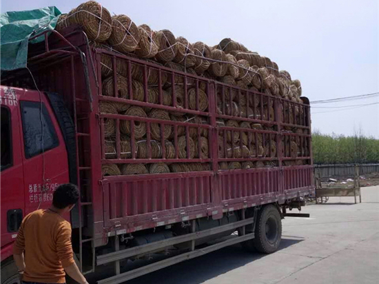 園林綠化保濕保溫草繩：滋潤(rùn)大自然，美化生活