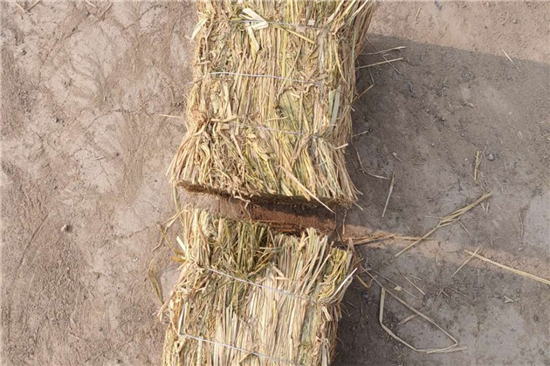 草棒護坡在河道治理中的案例分析