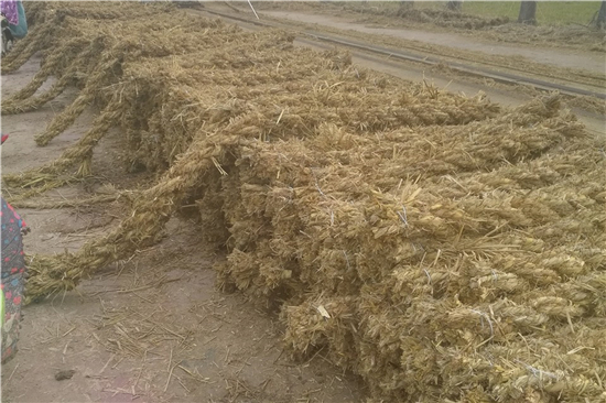 鋼廠草支墊:農(nóng)作物廢棄物的綠色應(yīng)用 鋼廠草支墊:農(nóng)作物廢棄物的綠色應(yīng)用