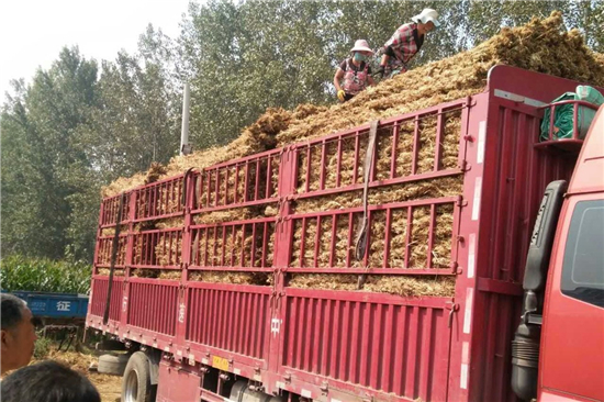 卷鋼草支墊的安裝與維護