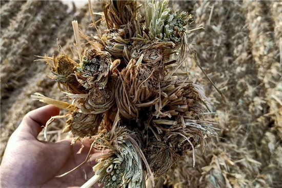 鐵路草支墊與城市綠化建設(shè)的聯(lián)系