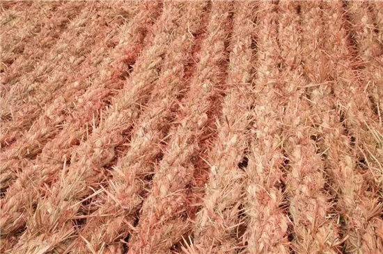 鋼廠鐵路運輸防滑加固稻夫草支墊的更新與升級(稻草墊厚度不得小于且壓實后不得小于10mm)